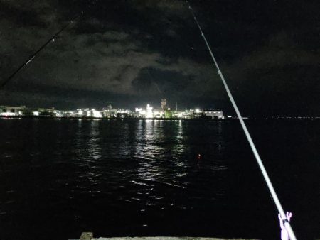 深夜から朝方のサビキで豆アジ入れ食い